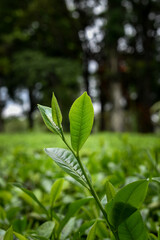 Tea plants in the tea garden, Shoots of tea leaves