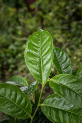 Tea plants in the tea garden, Shoots of tea leaves