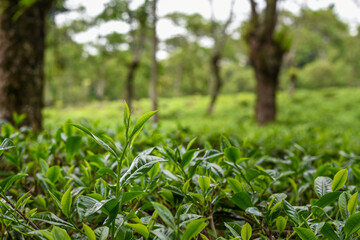 Tea plants in the tea garden, Shoots of tea leaves