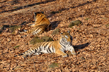 Two Amur tigers bask in the autumn sun on fallen leaves.