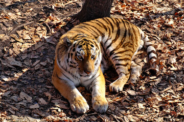 Amur tiger basking on fallen leaves under the warm autumn sun.