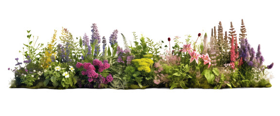 Herbaceous lush and colorful border of herbaceous plants, creating a vibrant isolated on transparent background