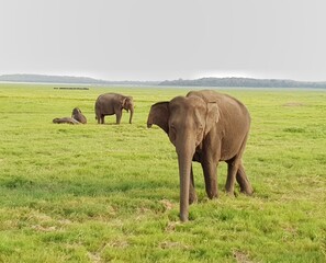 Naklejka na ściany i meble Elephants in Sri Lanka 