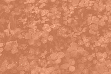 Viva Magenta toned clover backdrop. Monochrome Viva Magenta clover with dew drops background. Trendy color 2023.