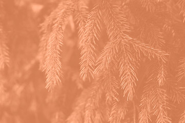 Peach fuzz toned fir branches spruce. Close up. Spruce needles monochrome. Fluffy Christmas tree spruce 2024 color.