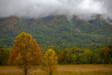 Foggy views in Cades Cove, TN