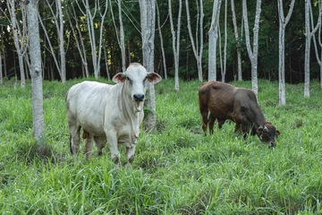 Foto op Plexiglas Cows in Costa Rica in een nice and lush green field of grass and trees © PIC by Femke