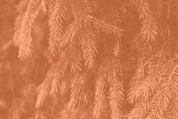 Peach fuzz toned fir branches spruce. Close up. Spruce needles monochrome. Fluffy Christmas tree spruce 2024 color.