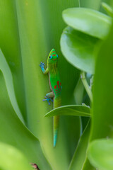 colorful gecko