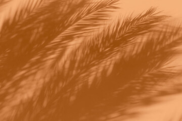 Shadow of a palm tree leaves on a wall in peach orange colors for a backdrop. Trendy color of the year.