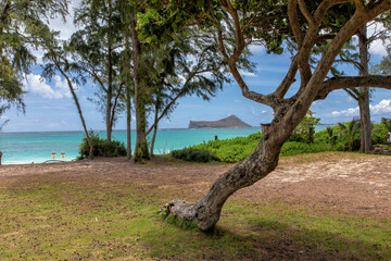 tree on the beach