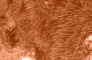 Peach fuzz toned fir branches spruce. Close up. Spruce needles monochrome. Fluffy Christmas tree spruce 2024 color.