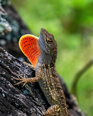 Anole with red throat flap