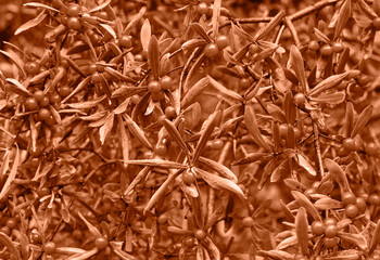 Peach Fuzz color leaf texture, nature monochrom background. Color of the year 2024