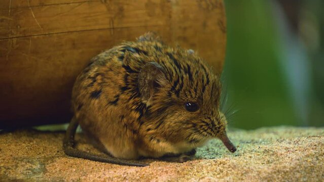 An Elephant shrew mouse sitting around and moving his nose.