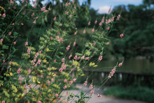 水辺に咲く野草
Wildflowers blooming near the water