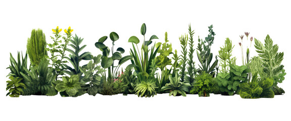 realistic plants isolated on transparent background - obrazy, fototapety, plakaty