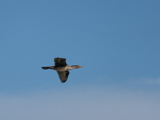 Double crested Cormorant in flight