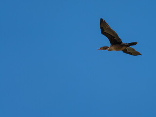 Double crested Cormorant in flight