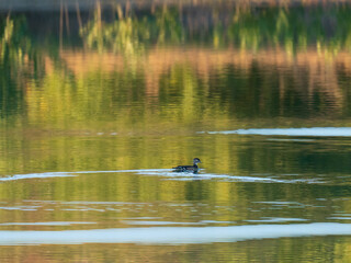 Wood Duck's on Colorado pond