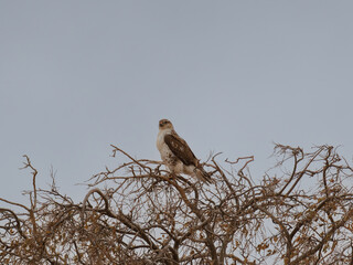 Ferruginous Hawk perched in tree