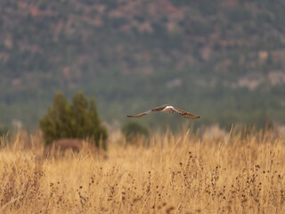 Northern Harrier hunting over the fields