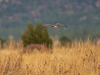 Northern Harrier hunting over the fields