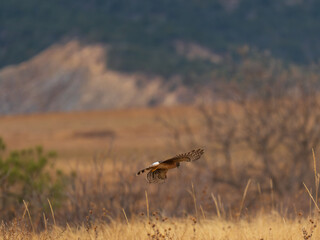 Northern Harrier hunting over the fields