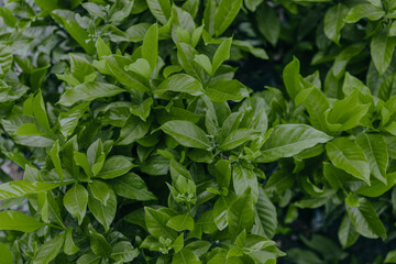 Fototapeta na wymiar Top view of Green tea leaves in a tea plantation in morning.