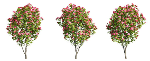 Seet of blossom camelia trees, 3d rendering with transparent background for illustration and digital composition