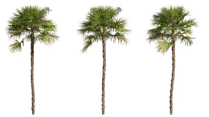 Set of palm trees 3D rendering with transparent background, for illustration, digital composition, architecture visualization - obrazy, fototapety, plakaty