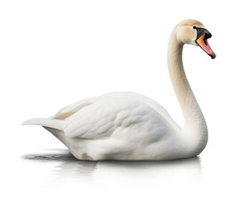 Obraz premium Swan Isolated on Transparent Background 