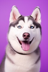 Fototapeta premium A close-up portrait of a husky dog with blue eyes and a purple background