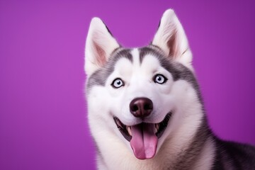 A close-up portrait of a husky dog with blue eyes and a purple background