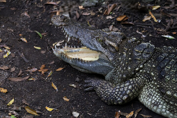 Close up head the crocodile on canal is action open mouth