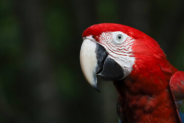 Close up head the red macaw parrot bird is cute and beautiful bird