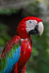 Close up the red macaw parrot bird in garden