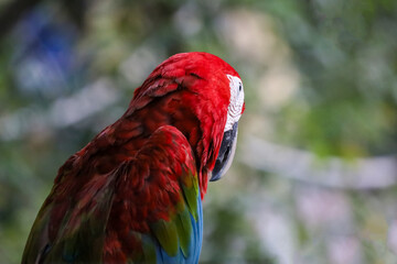 Close up the red macaw parrot bird in garden