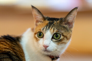 close up portrait of a cat