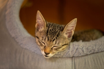 Young cat sitting and sleeping in a basket