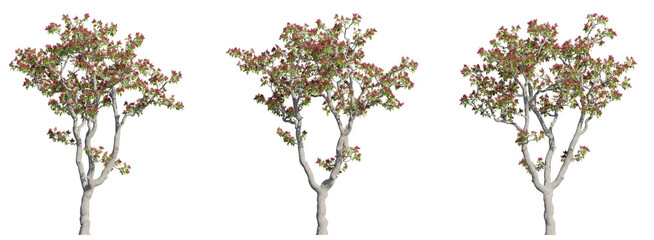 Set of tiger claw trees 3D rendering with transparent background, for illustration, digital...