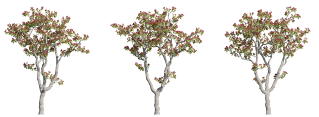 Set of tiger claw trees 3D rendering with transparent background, for illustration, digital composition, architecture visualization