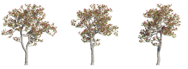Set of tiger claw trees 3D rendering with transparent background, for illustration, digital...