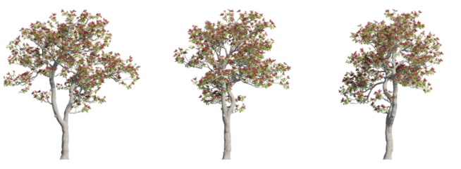 Set of tiger claw trees 3D rendering with transparent background, for illustration, digital composition, architecture visualization