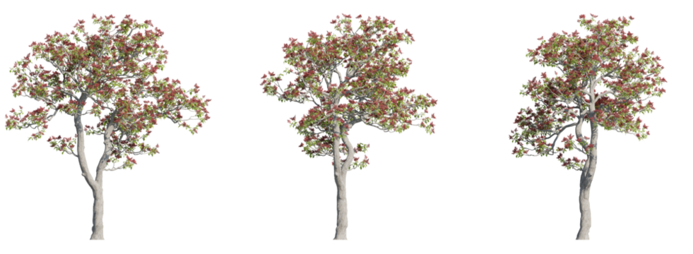 Set of tiger claw trees 3D rendering with transparent background, for illustration, digital composition, architecture visualization