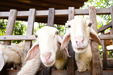 Sheep on farm. Animal portrait.