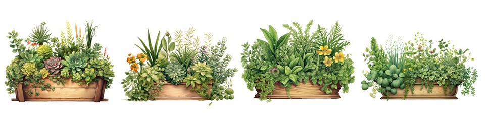 lush green plants and small flowers, artistically arranged in a charming wooden planter, vintage style isolated on transparent background - obrazy, fototapety, plakaty