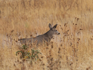 Colorado yearling mule deer buck 