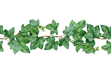 Fototapeta premium Ivy leaves seamless border. Watercolor illustration. Hand drawn hedera twig decorative element. Evergreen garden plant botanical ornament. Ivy lush seamless border. Isolated on white background