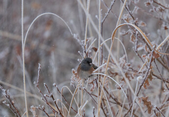 Dark-eyed Junco on a winter morning